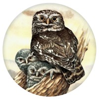 Ceramic Tile Little Owl