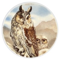 Ceramic Tile Long Eared Owl